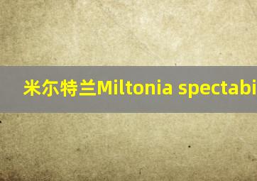 米尓特兰Miltonia spectabillis